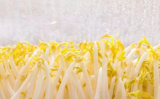 不要把豆芽直接放冰箱了，簡(jiǎn)單一招，存放豆芽